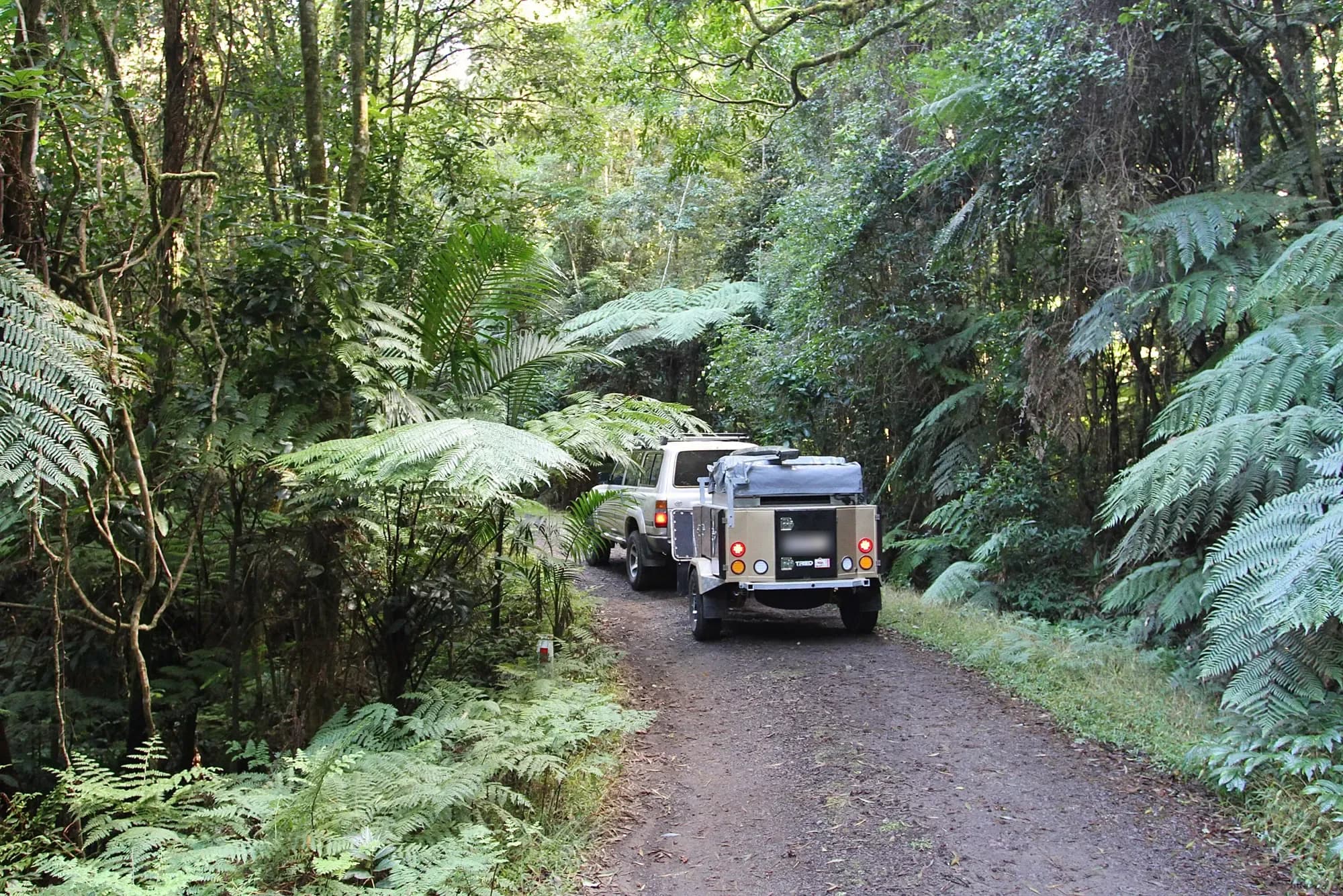A 4x4 towing an off-road camper trailer along a narrow rainforest track lined with tree ferns in the Border Ranges